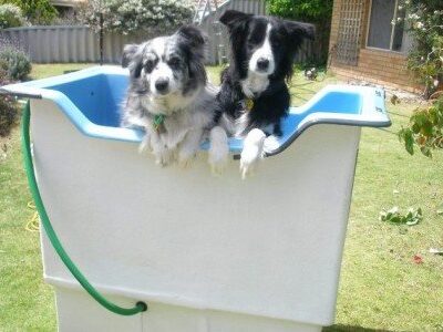 Happy in their dog wash bath